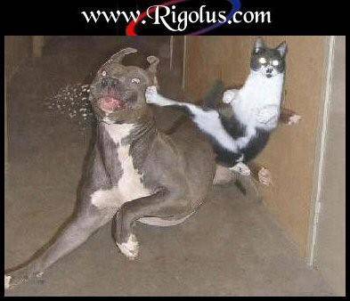 rigolus